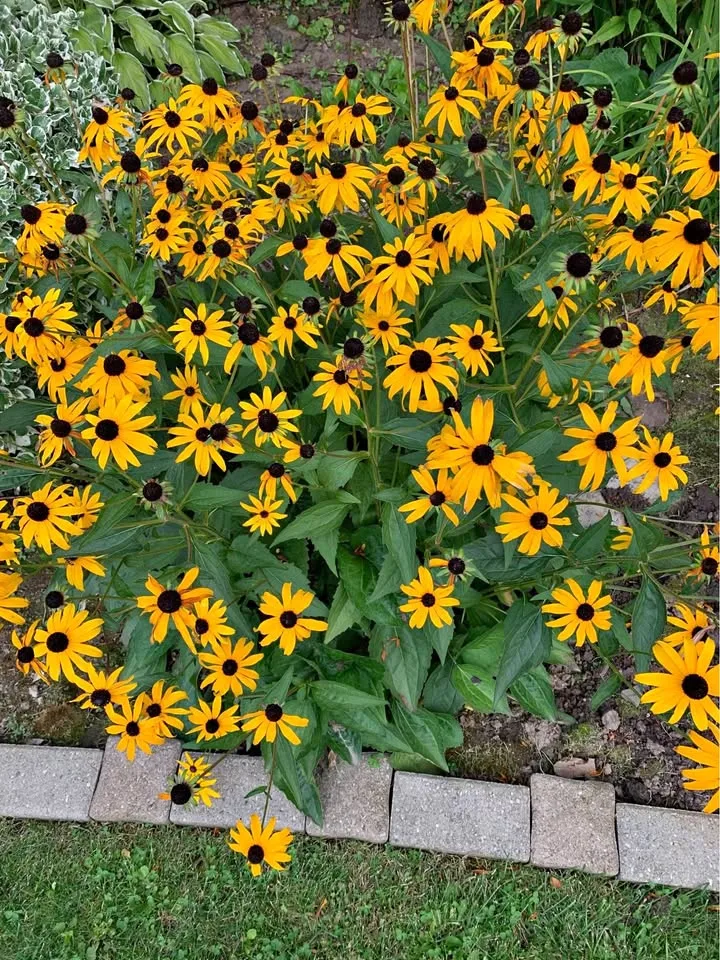 Black Eyed Susans Plant thumbnail