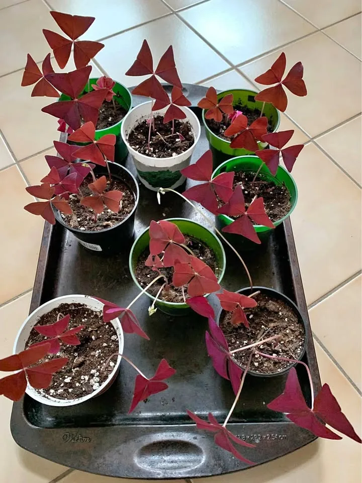 Oxalis Triangularis - Purple Shamrocks- $3.00 Each thumbnail