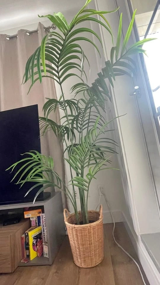 Stylish Plant Indoor plus bucket extra