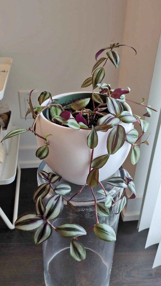 Tradescantia zebrina in white ceramic pot