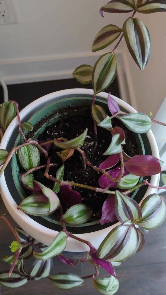Tradescantia zebrina in white ceramic pot - photo 2
