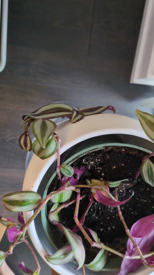 Tradescantia zebrina in white ceramic pot - photo 3
