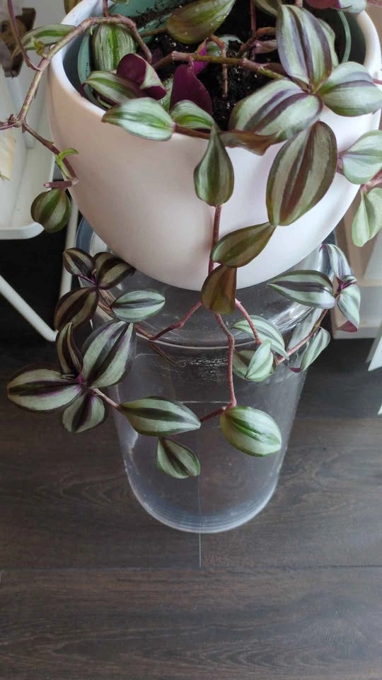 Tradescantia zebrina in white ceramic pot - photo 4