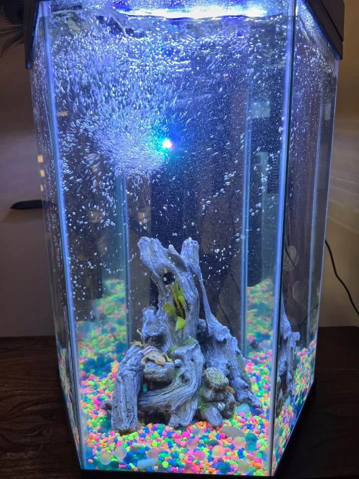 Hexagonal 20 gallon fish aquarium with full setup - photo 4