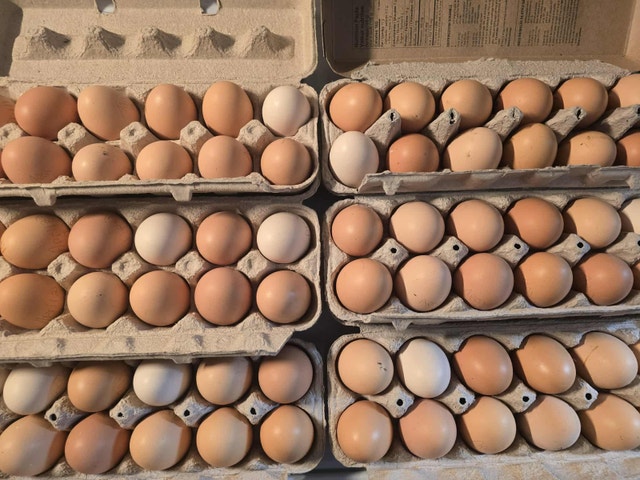 Farm Fresh Eggs