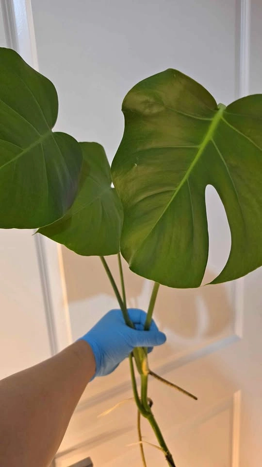 Monstera Deliciosa Propagation - B