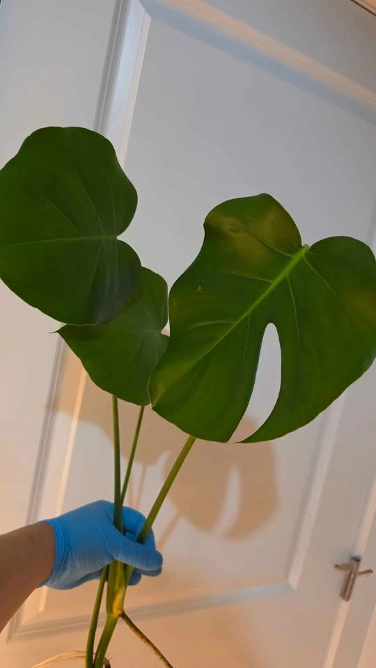 Monstera Deliciosa Propagation - B - photo 2