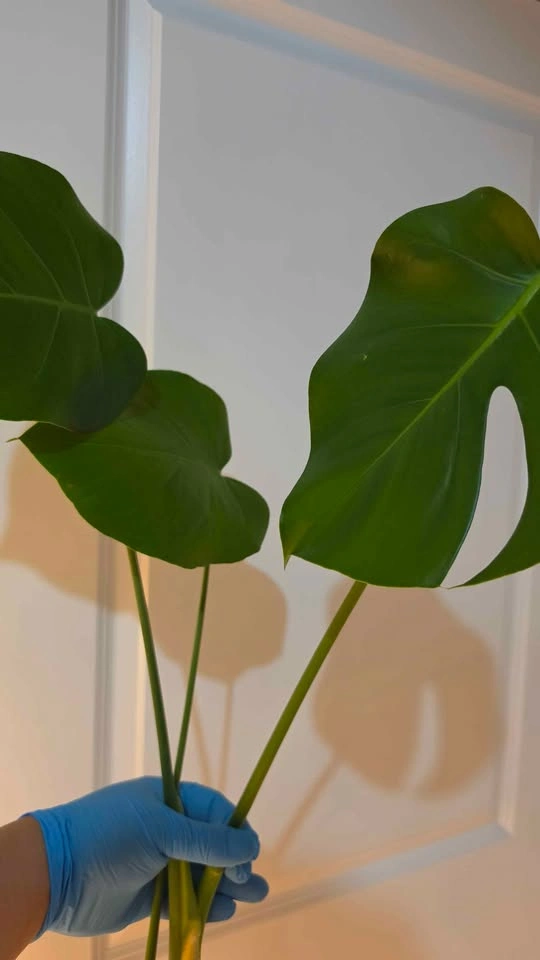 Monstera Deliciosa Propagation - B - photo 3