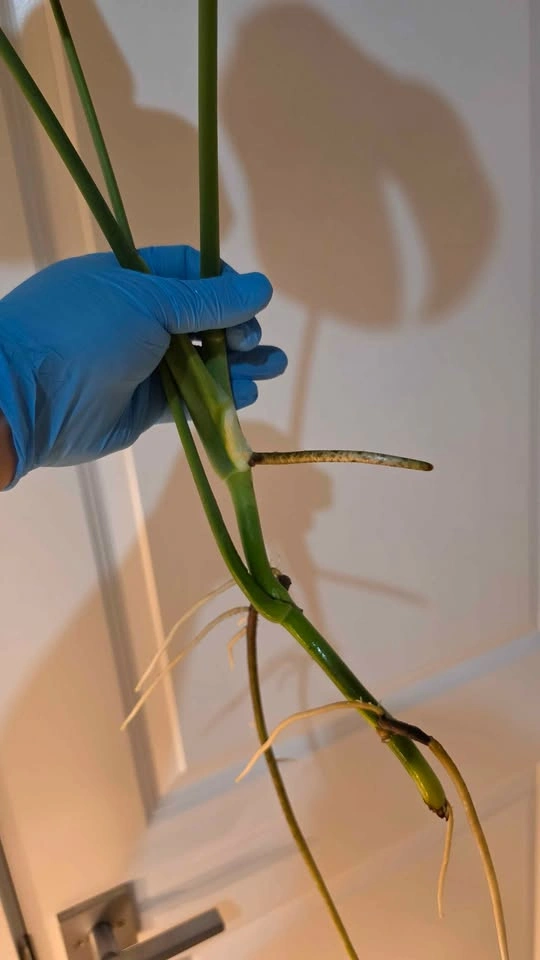 Monstera Deliciosa Propagation - B - photo 4