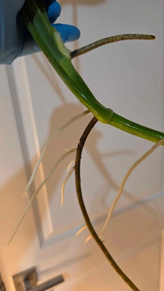 Monstera Deliciosa Propagation - B - photo 5