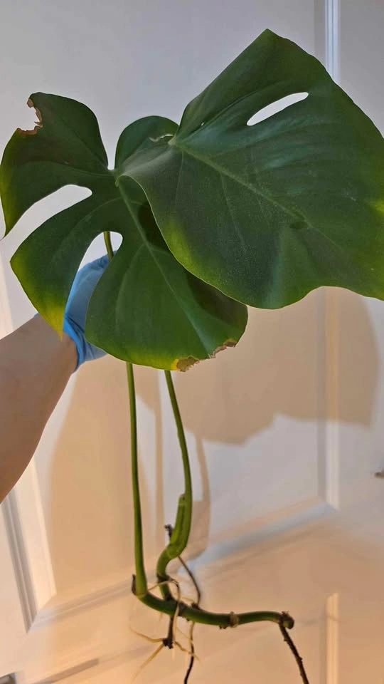 Monstera Deliciosa Propagation - A
