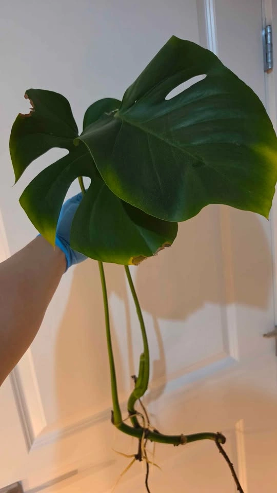 Monstera Deliciosa Propagation - A - photo 2
