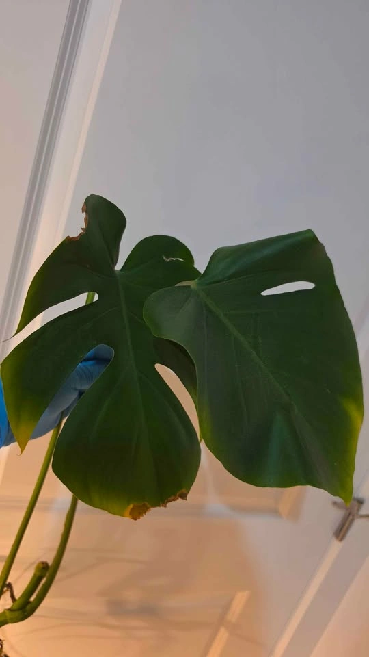 Monstera Deliciosa Propagation - A - photo 3