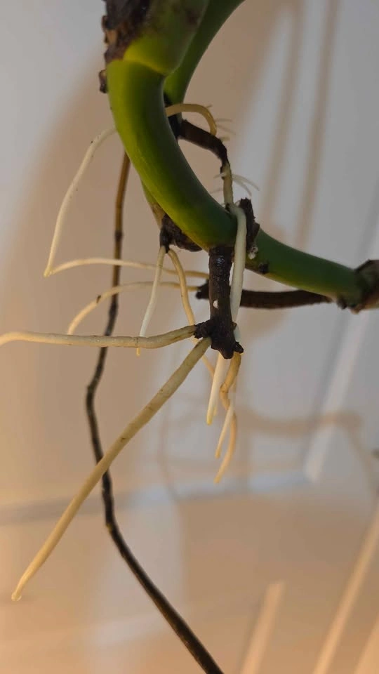 Monstera Deliciosa Propagation - A - photo 4