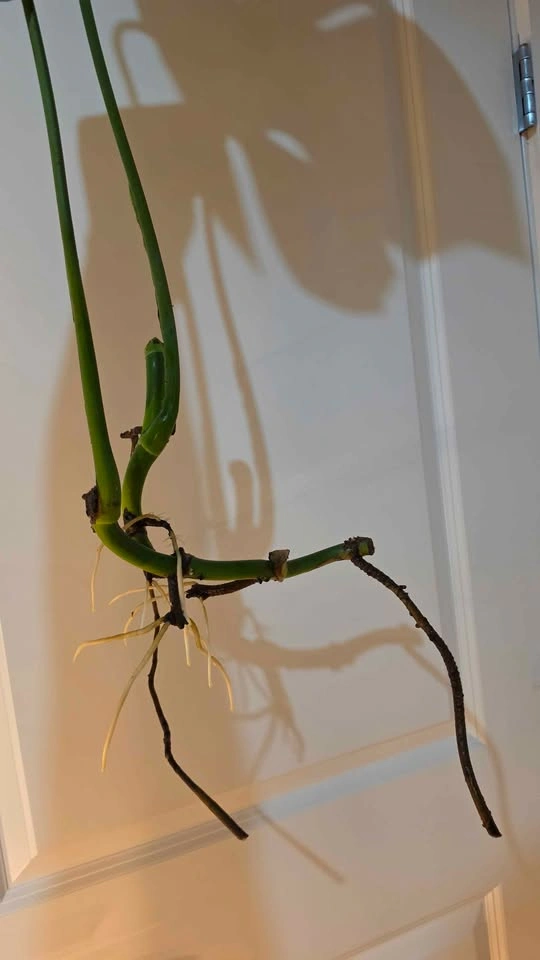 Monstera Deliciosa Propagation - A - photo 5