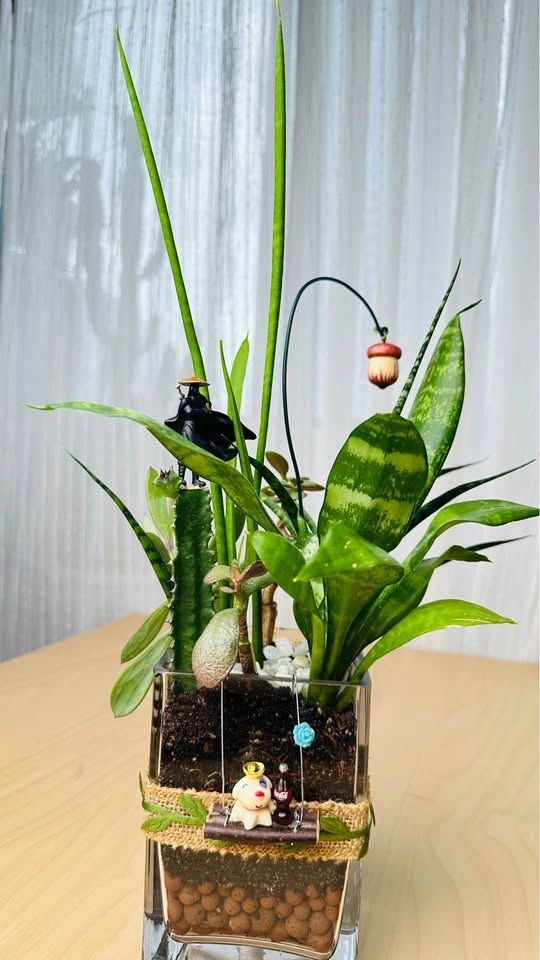 Cute Plant arrangement with Super Low Maintenance Plants - photo 5