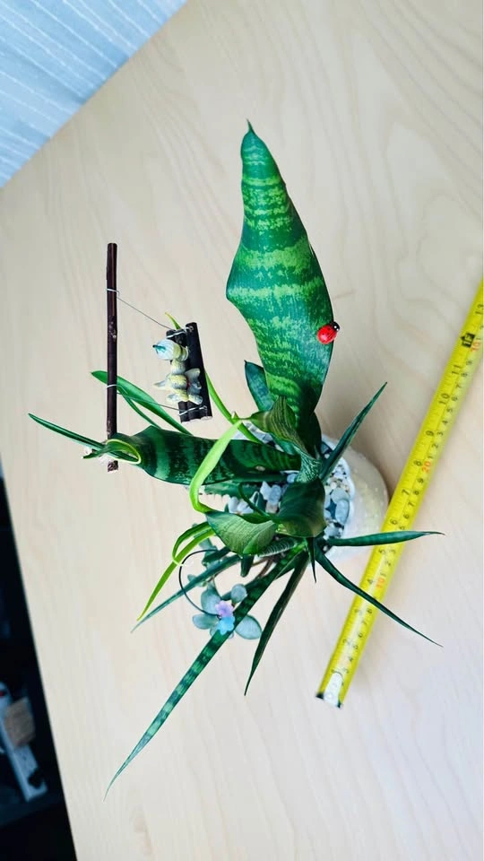 Handmade Fairy Garden Succulent Arrangement - photo 5