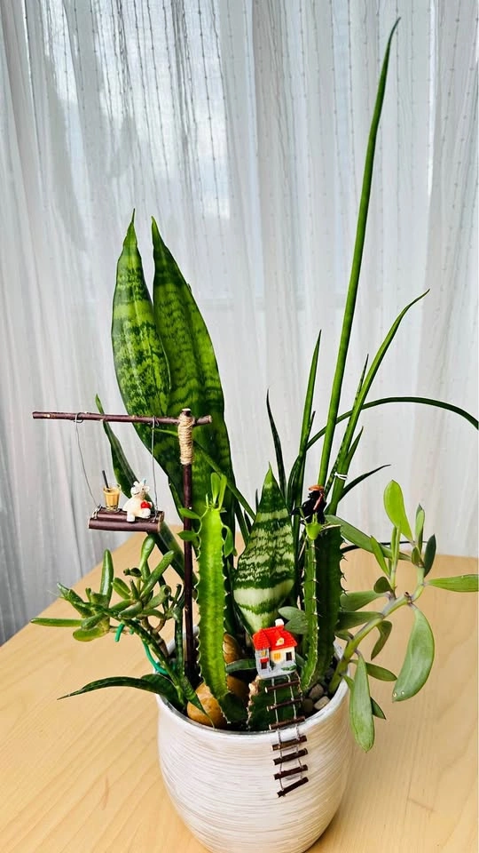 Cute Super low maintenance plant arrangement