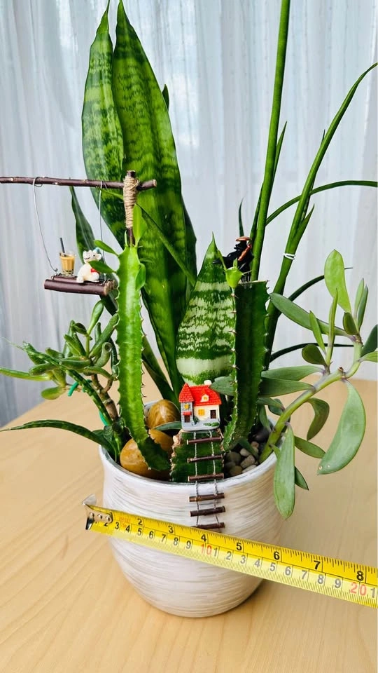 Cute Super low maintenance plant arrangement - photo 5