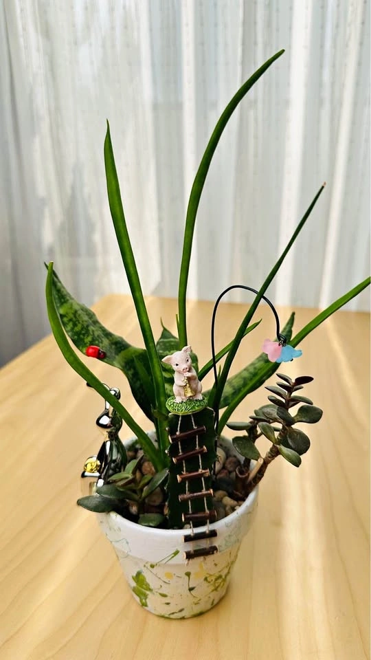 Hand painted pot & super low maintenance plants