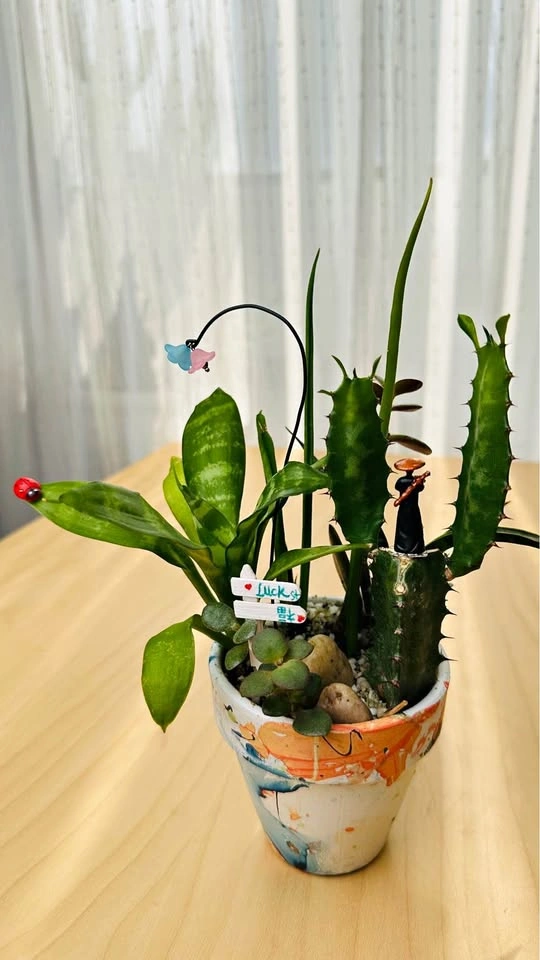 Super cute low maintenance plants in Hand-Painted Pot