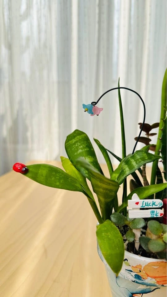 Super cute low maintenance plants in Hand-Painted Pot - photo 5