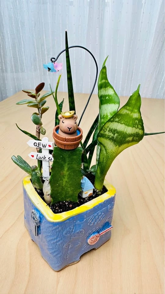 Super cute low maintenance plant arrangement