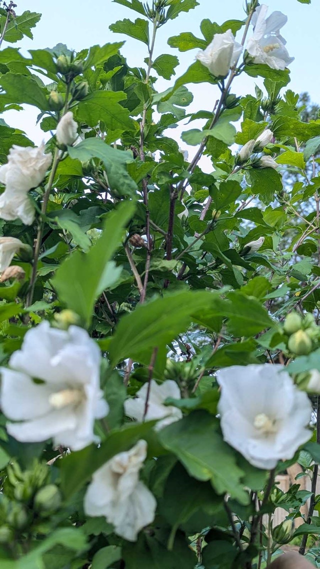 All white rose of Sharon 6 feet tall