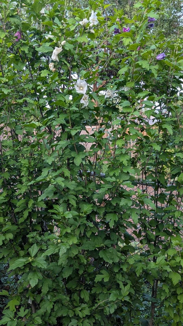 All white rose of Sharon 6 feet tall - photo 2