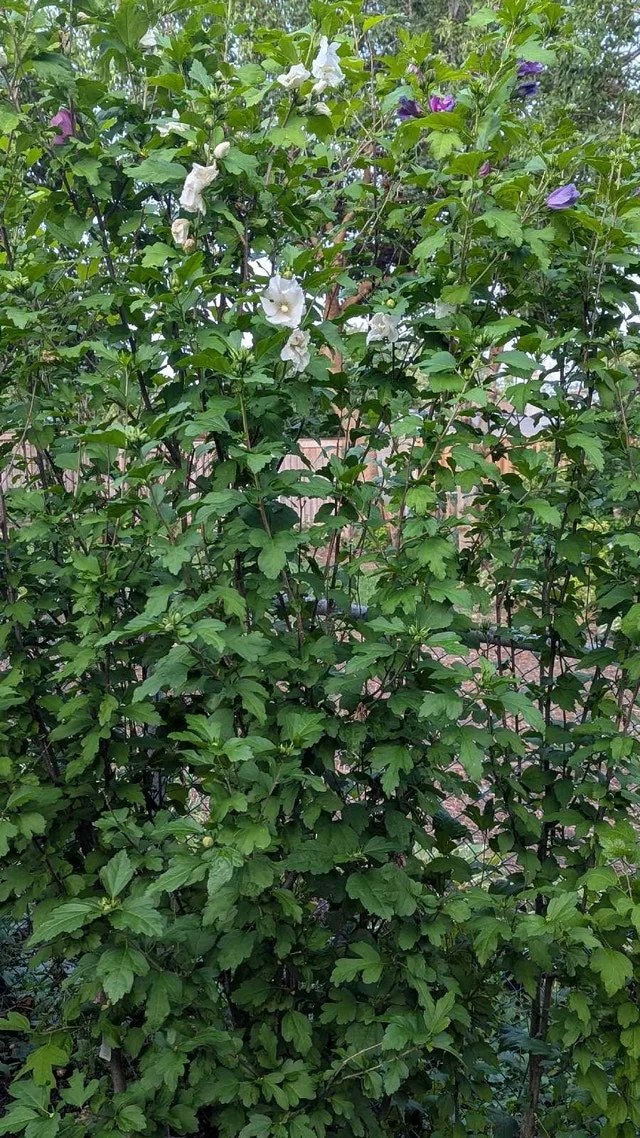 All white rose of Sharon 6 feet tall - photo 2