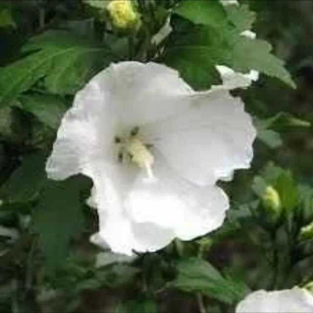 All white rose of Sharon 6 feet tall - photo 3