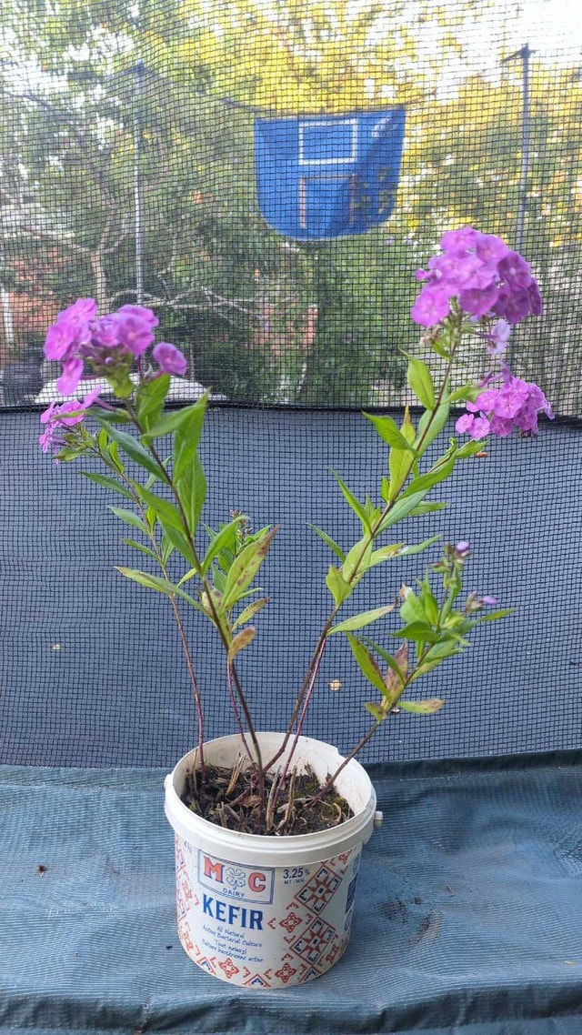 phlox perennial plant in pot