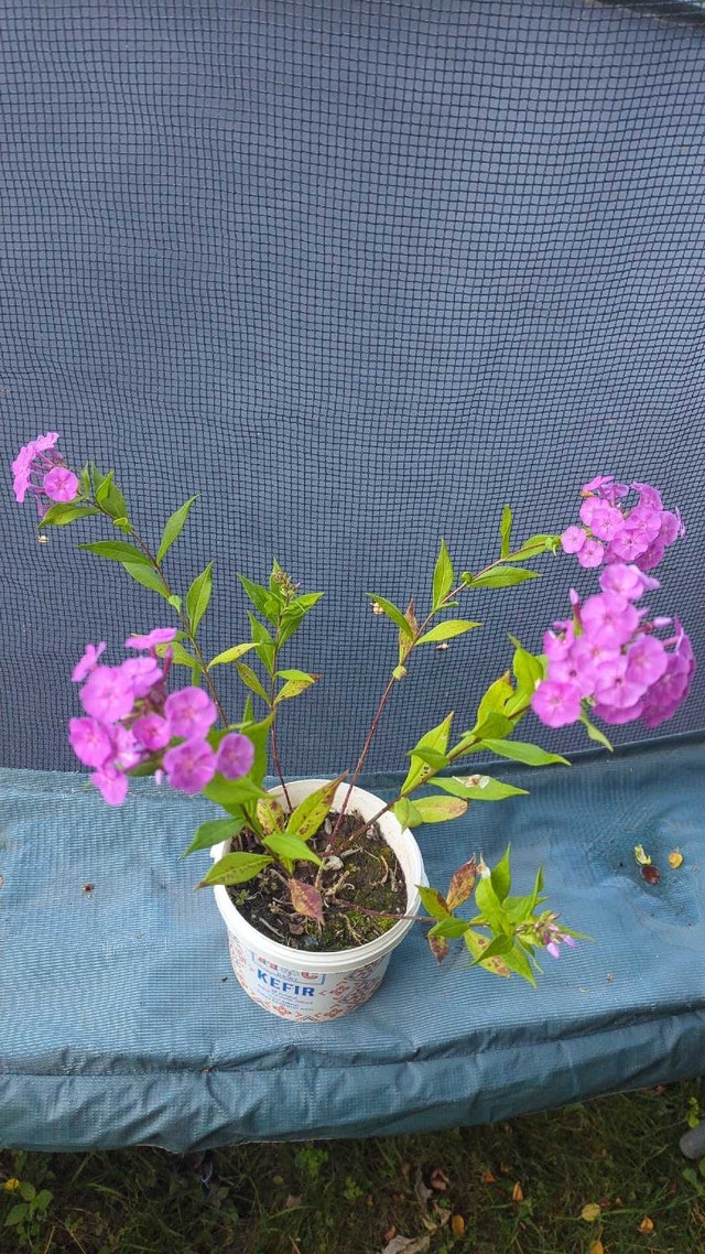 phlox perennial plant in pot - photo 2