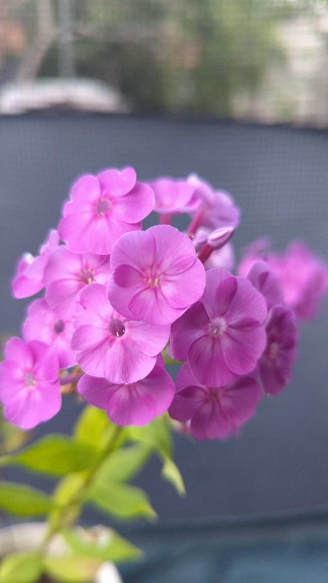 phlox perennial plant in pot - photo 3