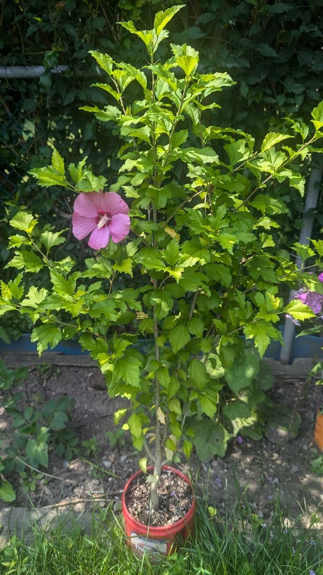 Rose of Sharon potted
