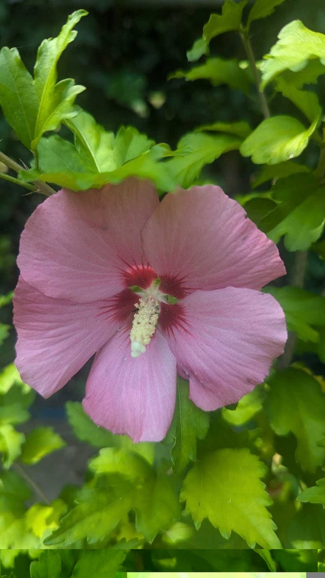 Rose of Sharon potted - photo 2