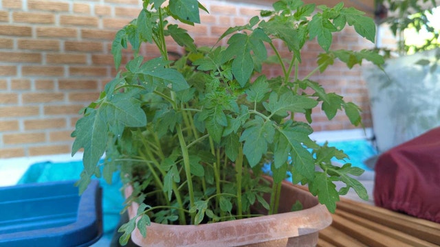 Tomato plants