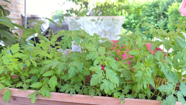 Tomato plants - photo 2