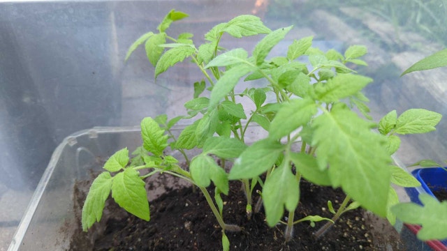 Tomato plants - photo 3