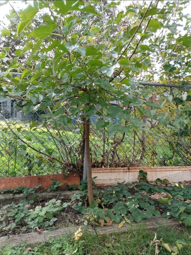 Nice Mulberry trees Seedlings