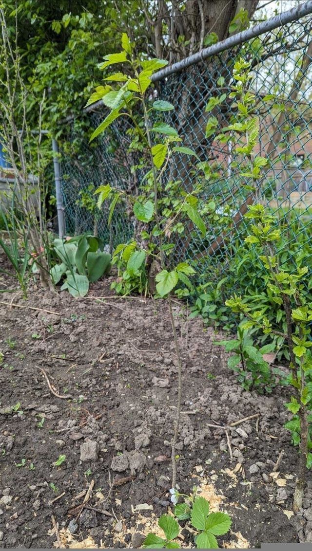 Nice Mulberry trees Seedlings - photo 2