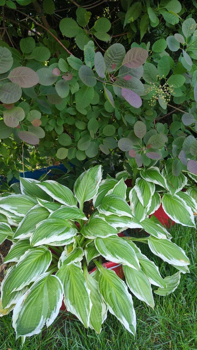 Hosta perennial plants