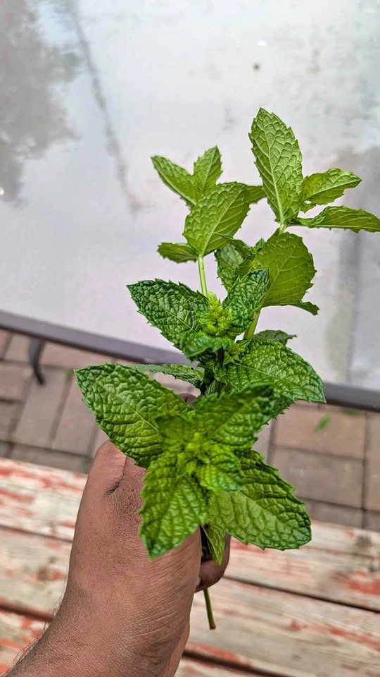 Mint leaves for sale (ORGANIC)