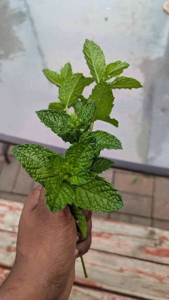 Mint leaves for sale (ORGANIC) - photo 2