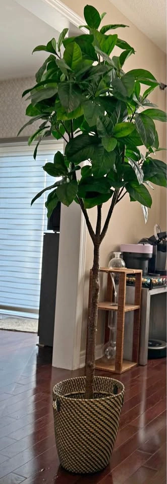 [USED] IKEA FEJKA Artificial Potted Eucalyptus Tree (6 ft+)