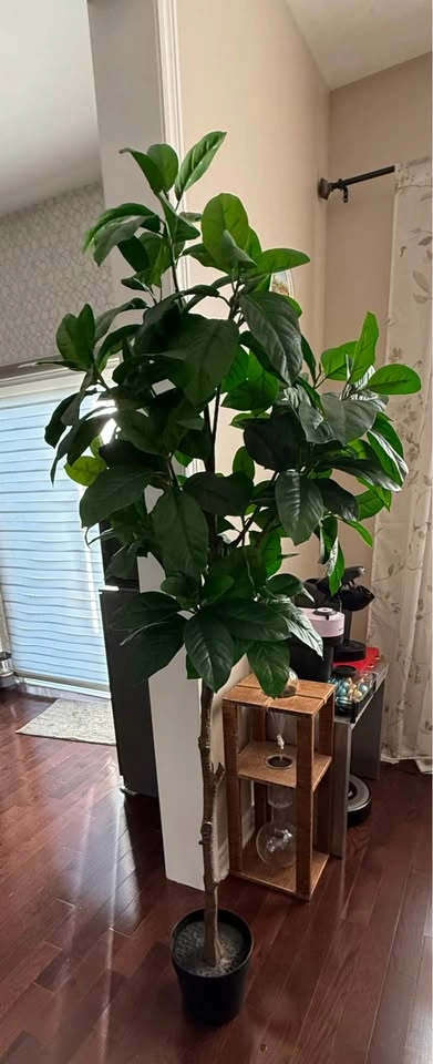 [USED] IKEA FEJKA Artificial Potted Eucalyptus Tree (6 ft+) - photo 2