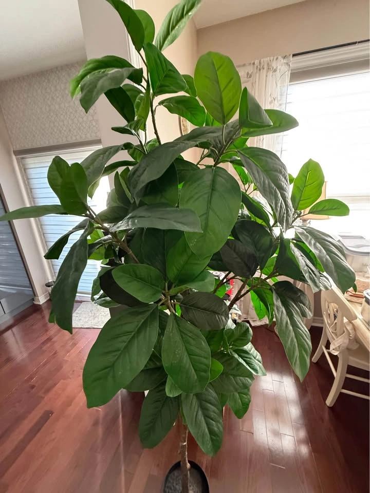 [USED] IKEA FEJKA Artificial Potted Eucalyptus Tree (6 ft+) - photo 4