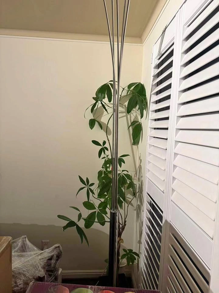 Large plant