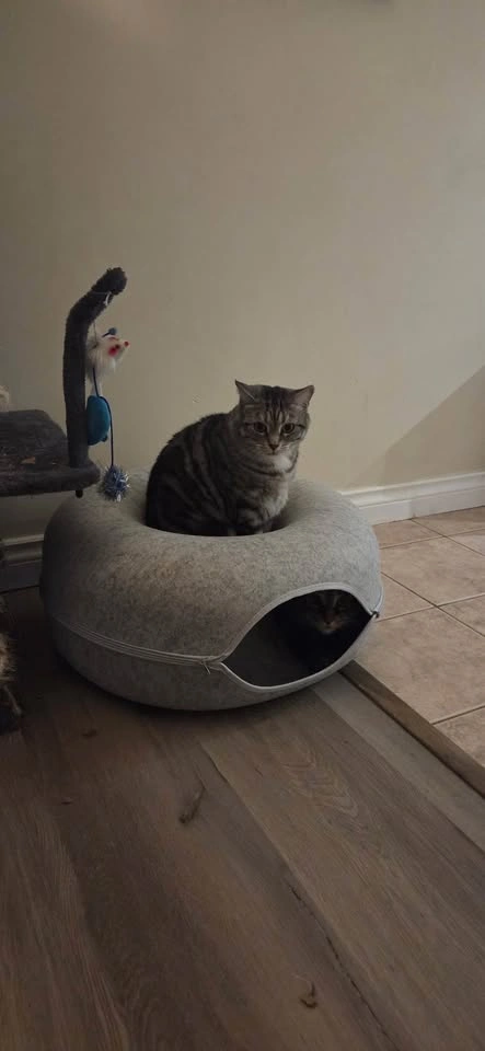 Gray Felt Donut Pet Bed Cat Cave - photo 5