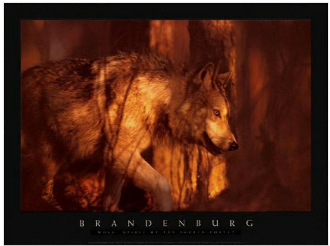 Wolves Wolf Print